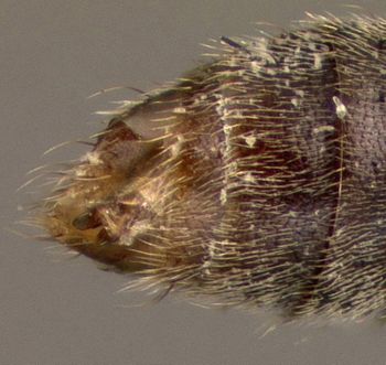 Media type: image;   Entomology 27482 Aspect: abdomen dorsal view